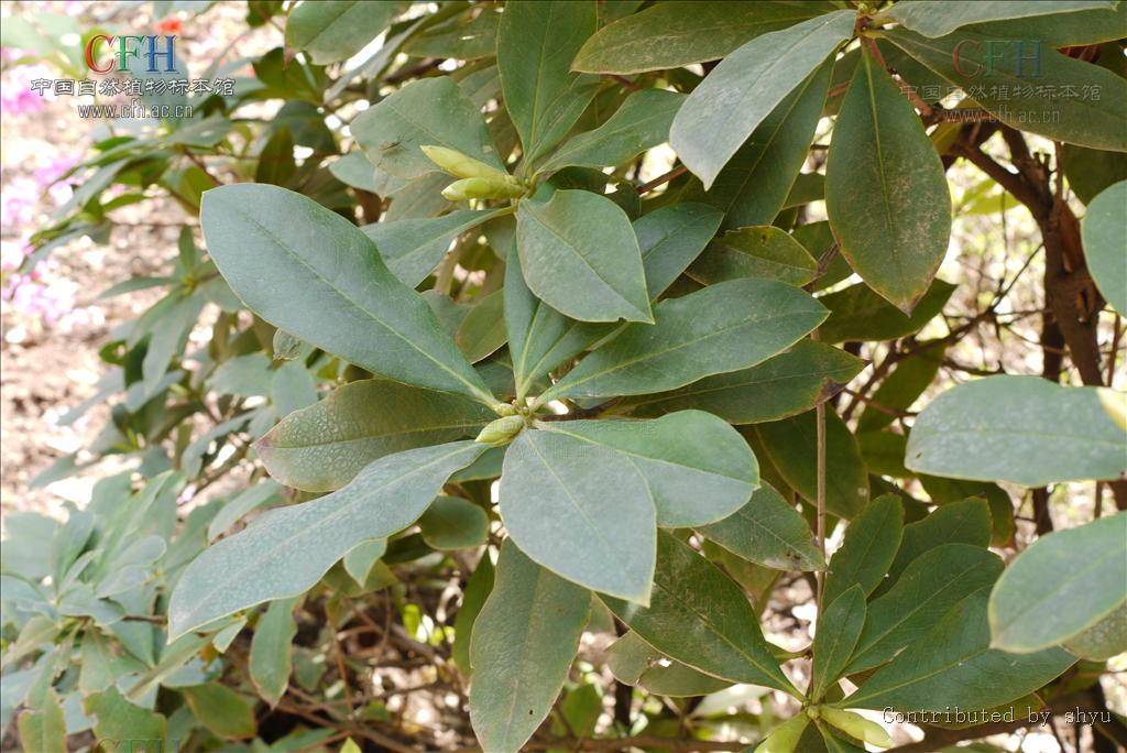 小枝粗壮,灰褐色,叶革质,集生枝顶,倒卵形或长圆状倒披针形,叶柄无毛