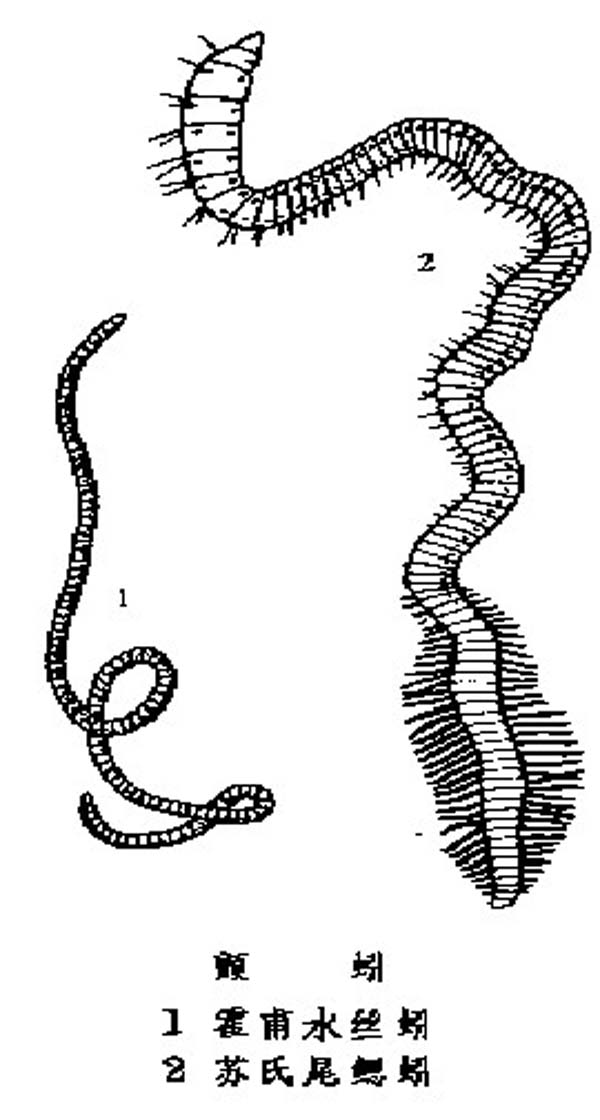 巨毛水丝蚓