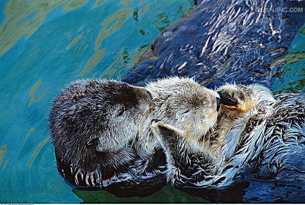  p>海獭(学名: i>enhydra lutris /i>), a target="_blank" href="