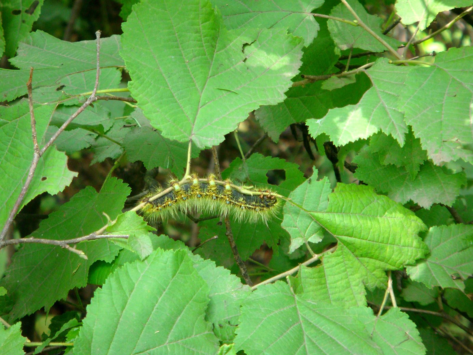  p>银杏大蚕蛾,dictyoploca japonica butler,又名白果蚕,栗大蚕蛾