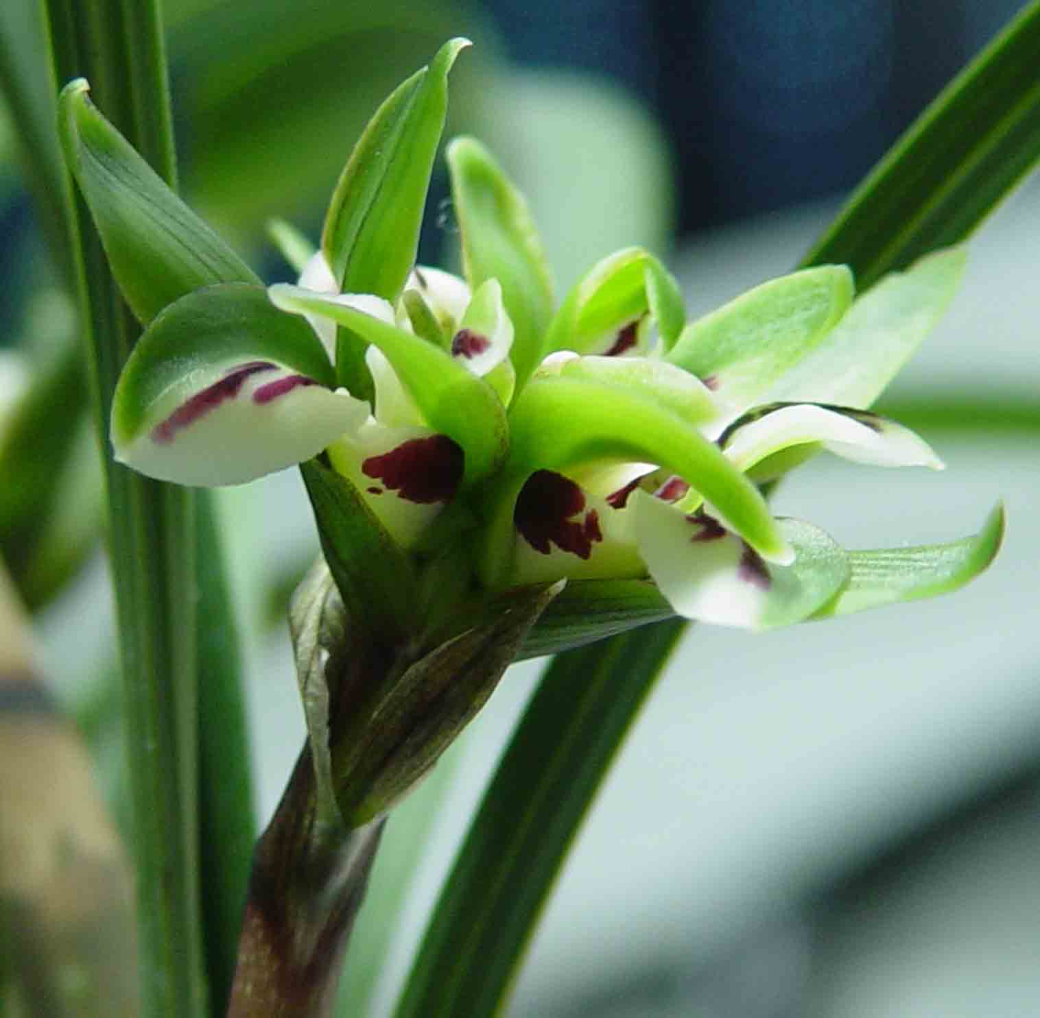  p data-id="gnxaiknb4y">浙江第十届兰花博览会在舟山普陀成功举办