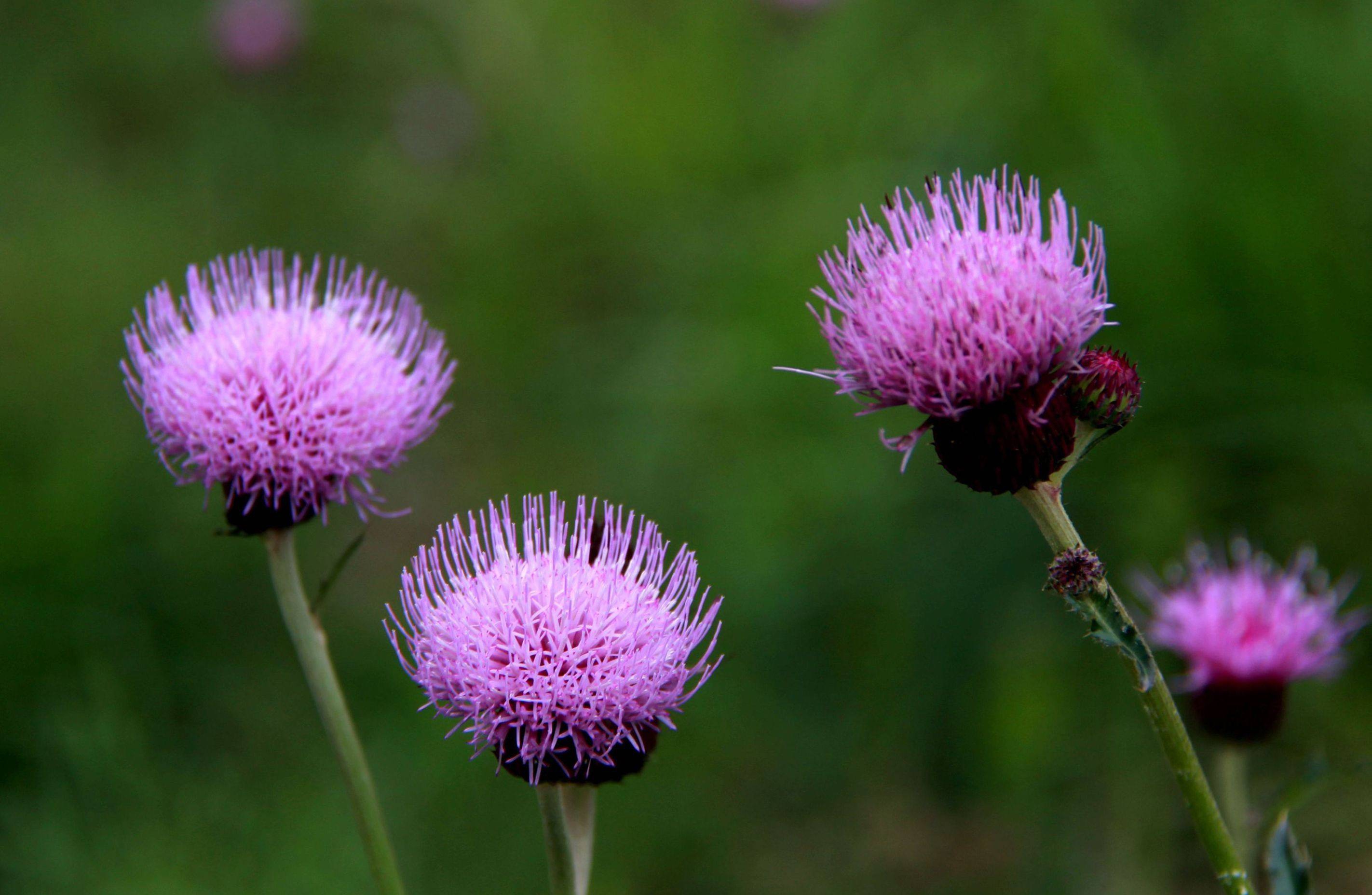 integrifolium) /i>是小蓟草的别称.