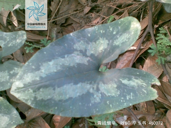  p>青城细辛,别名:花脸细辛,花脸王,翻天印,拉丁文名:asarum