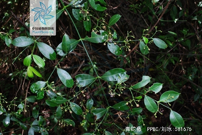 青蛇藤