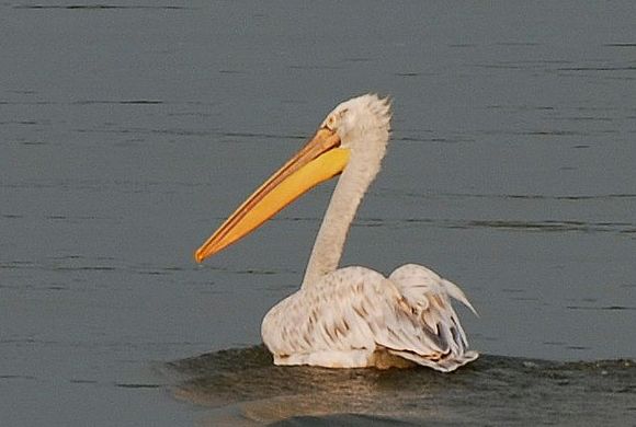  p>卷羽鹈鹕(学名: i>pelecanus crispus /i>)是一种大型的白色水鸟