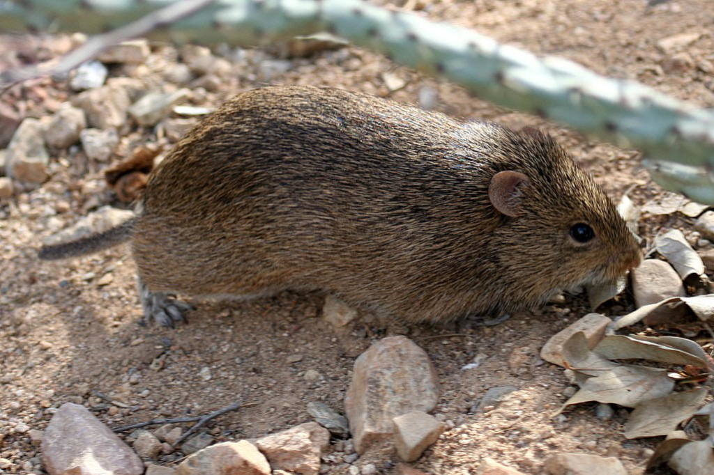  p>啮齿目,rodentia,是 a target="_blank" href="/item/哺乳纲