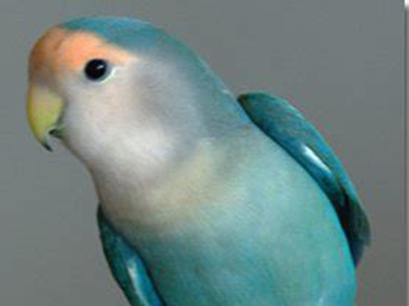  p>桃脸牡丹鹦鹉(学名: i>agapornis roseicollis /i>):体长一般在15