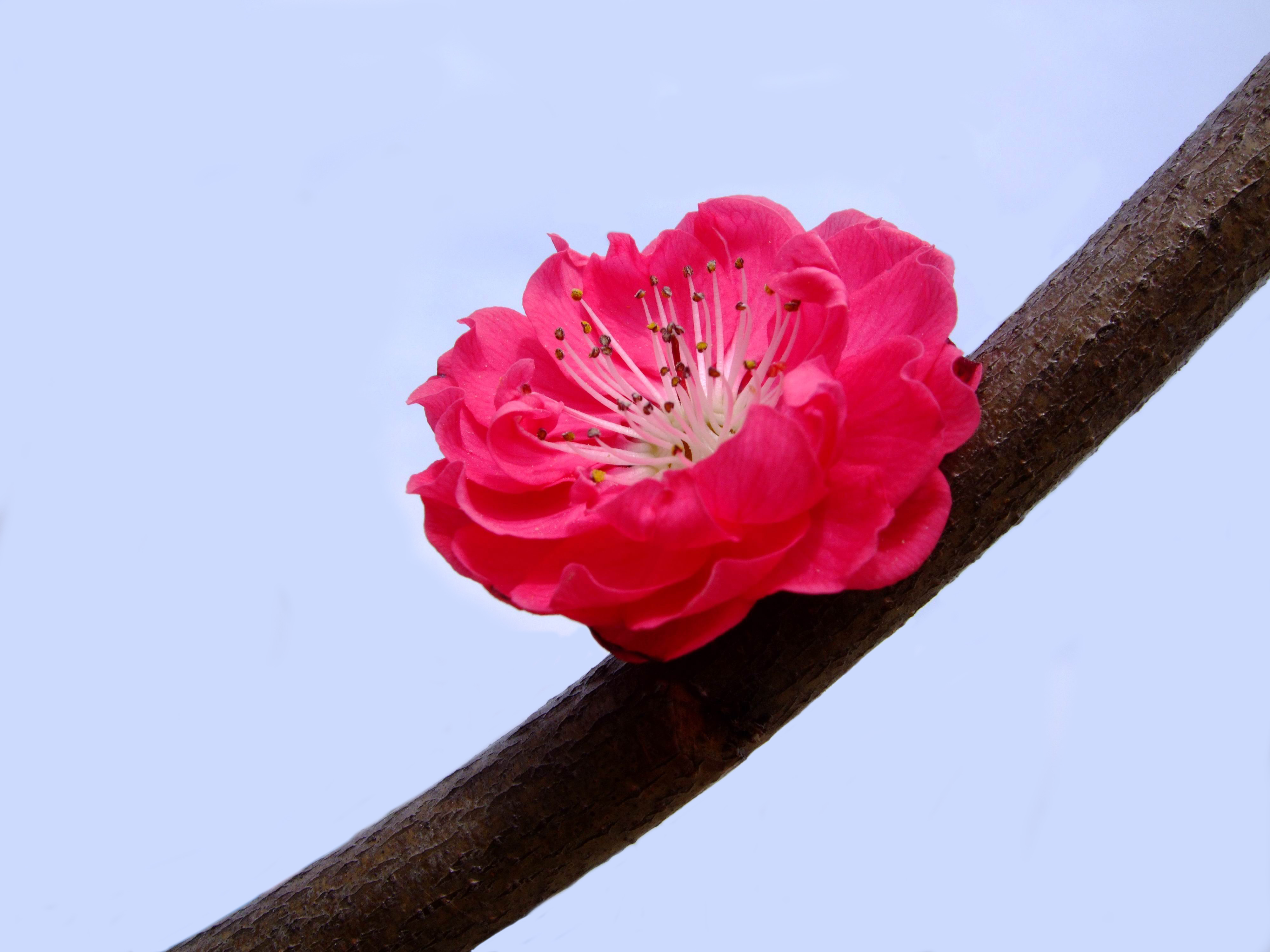 prunus persica atropurpurea