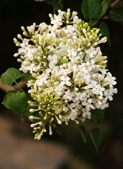  p>白丁香(学名: i>syringa oblata /i> lindl. var.