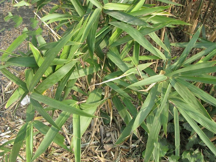  p>矢竹(学名: i>pseudosasa japonica /i> (sieb. et zucc.