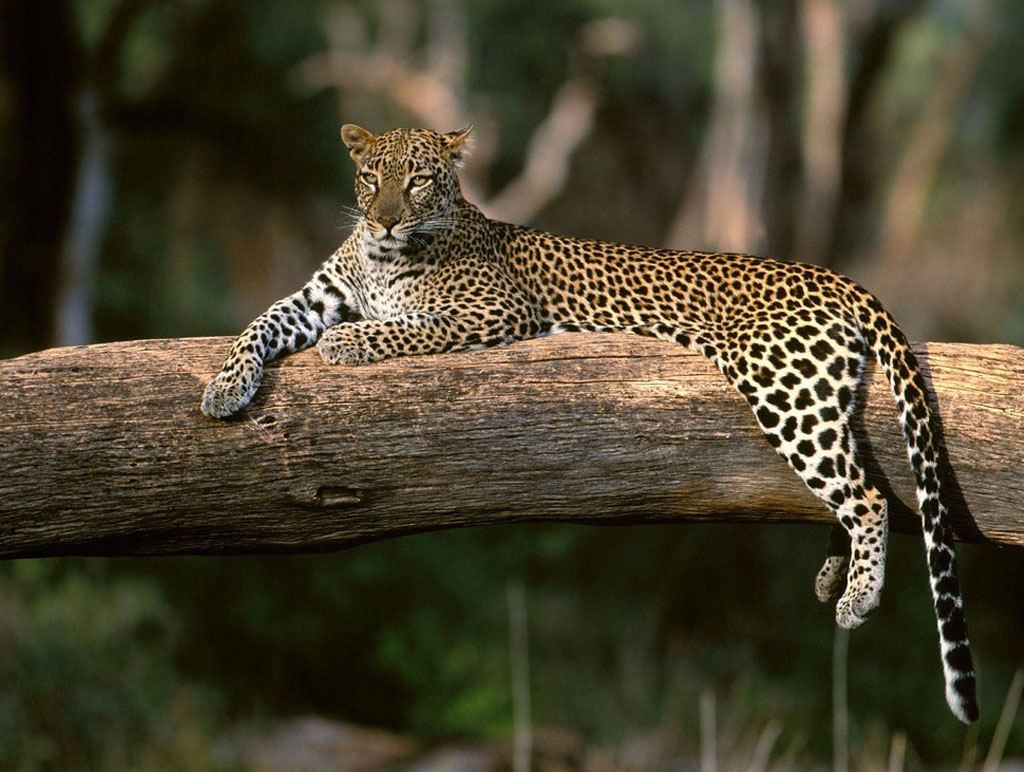  p>脊椎动物(vertebrate)是指有脊椎骨的动物,是 a href="#" data