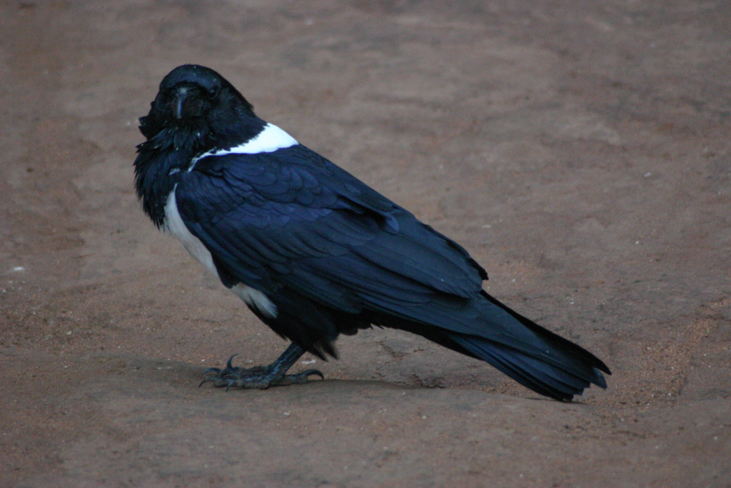 非洲白颈鸦