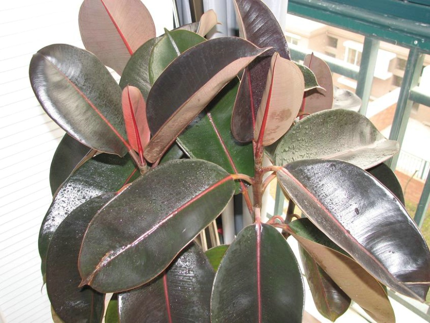  p data-id="gntfweuaxm"> a target="_blank" href="/item/橡皮树">