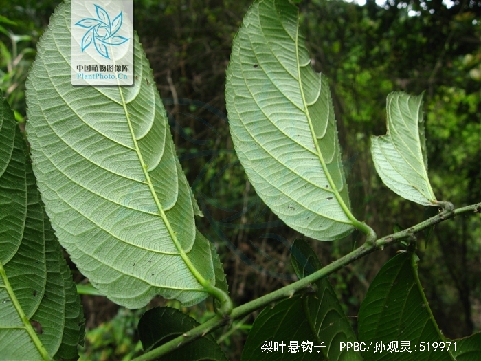 梨叶悬钩子