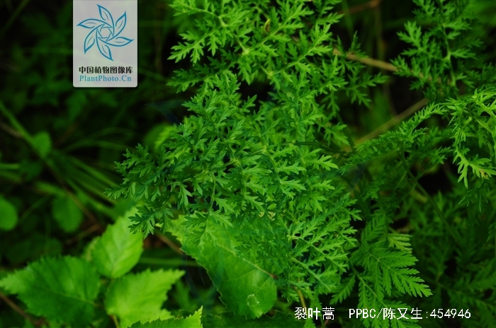  p>裂叶蒿(学名: i>artemisia tanacetifolia /i> linn.