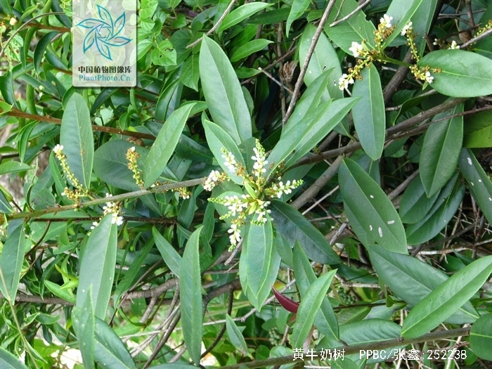  p>黄牛奶树(学名:symplocos laurina (retz.) wall.