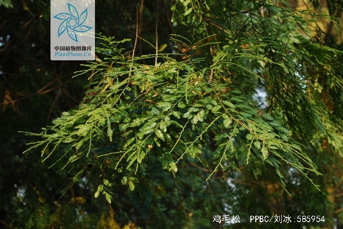 又称爪哇罗汉松,岭南罗汉松,爪哇松,异叶罗汉松,鸡毛松属常绿乔木.