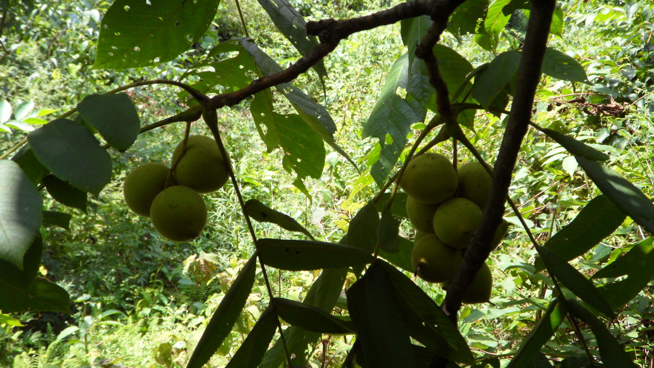  p>野核桃(学名juglans cathayensis dode),别名山核桃.