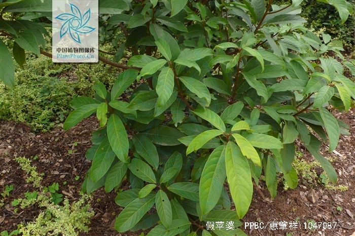 p>假苹婆(学名: i>sterculia lanceolata /i> cav.