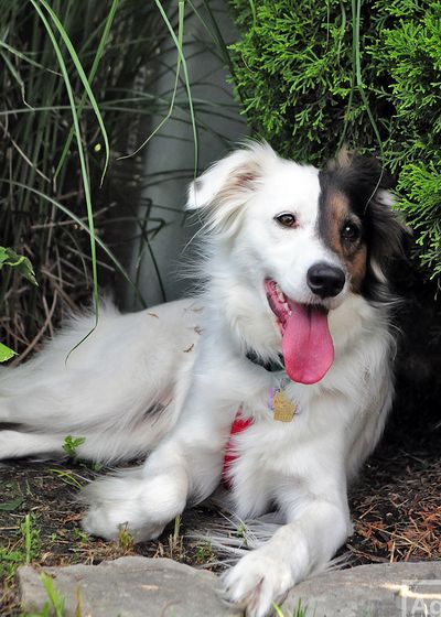  p>普通家犬,也称"家狗",是最常见的犬科 a target="_blank" href="