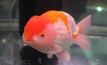 日本金鱼 百度百科