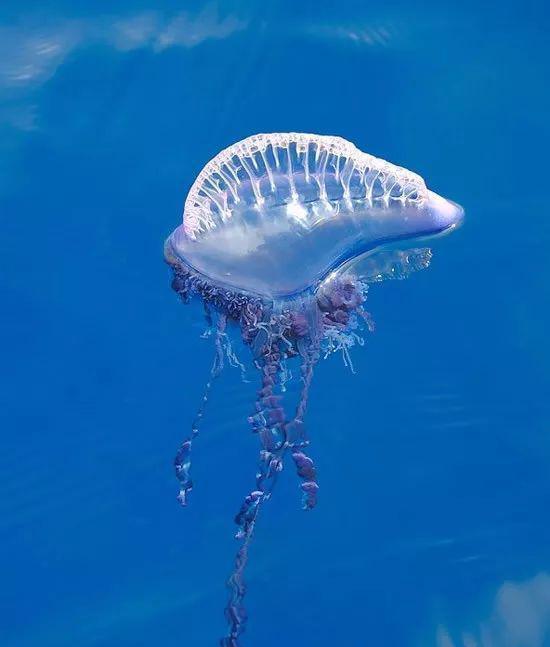  p>僧帽水母是 a target="_blank" href="/item/腔肠动物/418200"