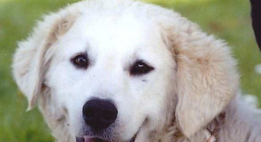  p>库瓦兹犬,原产地匈牙利,起源于13世纪.