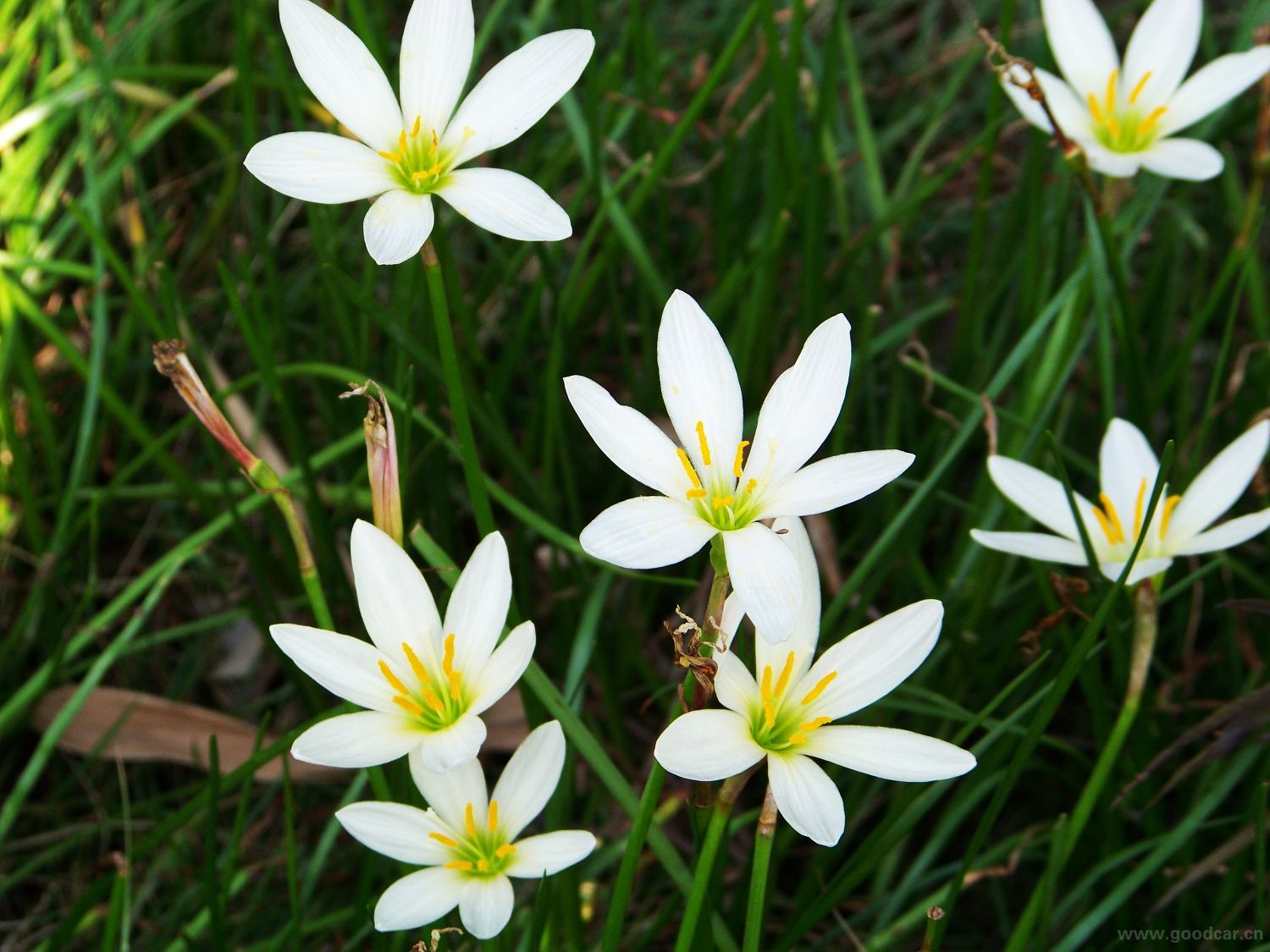 herb.)是石蒜科,石蒜属植物.
