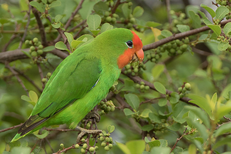  p>红脸牡丹鹦鹉(学名: i>agapornis pullarius /i>):体长15厘米,体重
