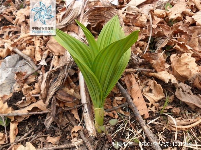  p>毛穗藜芦 i>(veratrum maaekii) /i>,又称马氏葵芦,是 a href="#"