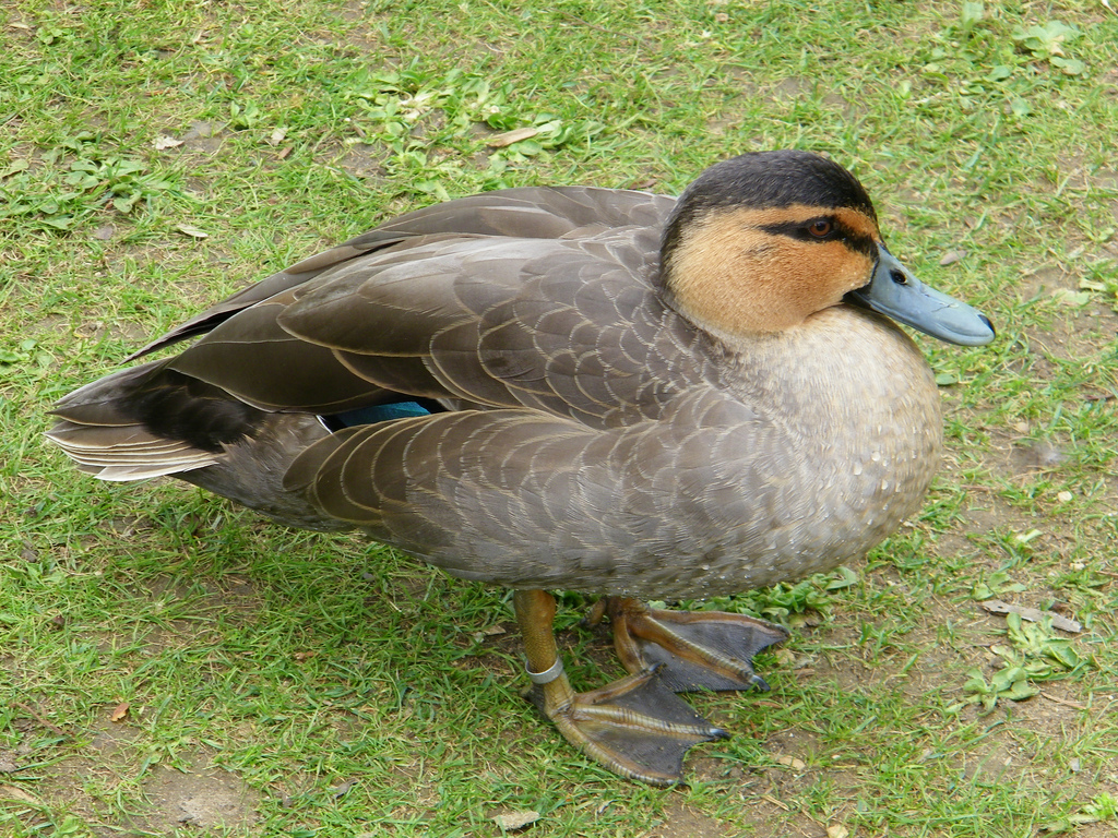  p>棕颈鸭(学名: i>anas luzonica /i>)属鸭科 a target="_blank"