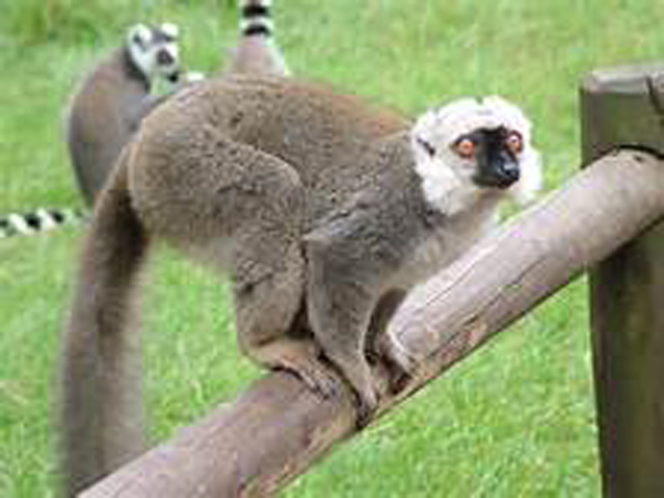  p>白头美狐猴(学名: i>eulemur albifrons /i>):是一种中等体型的 a