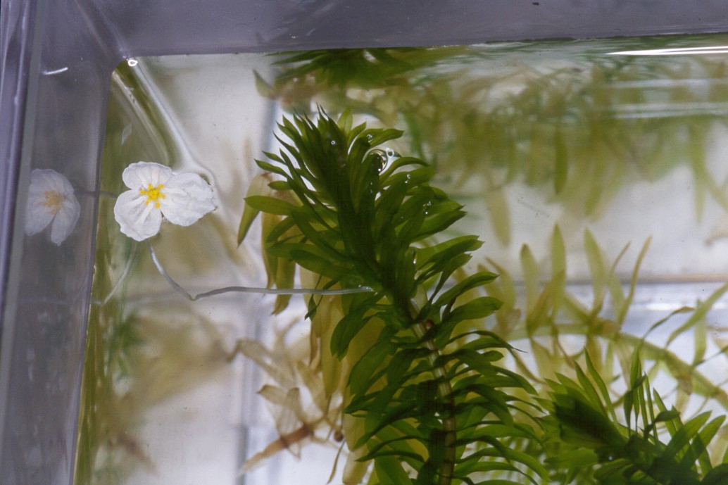  p>水蕴草(学名: i>egeria /i>  i>densa /i> planch.