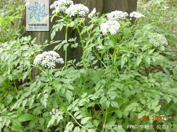 peucedanum henryi wolff