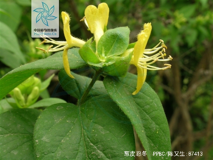  p>葱皮忍冬(学名: i>lonicera ferdinandii /i> franch.