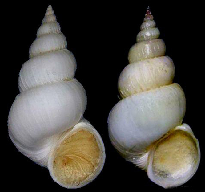  p>尖高海蛳螺是一种中腹足目,海蛳螺科类生物.螺壳尺寸25 - 37 mm.