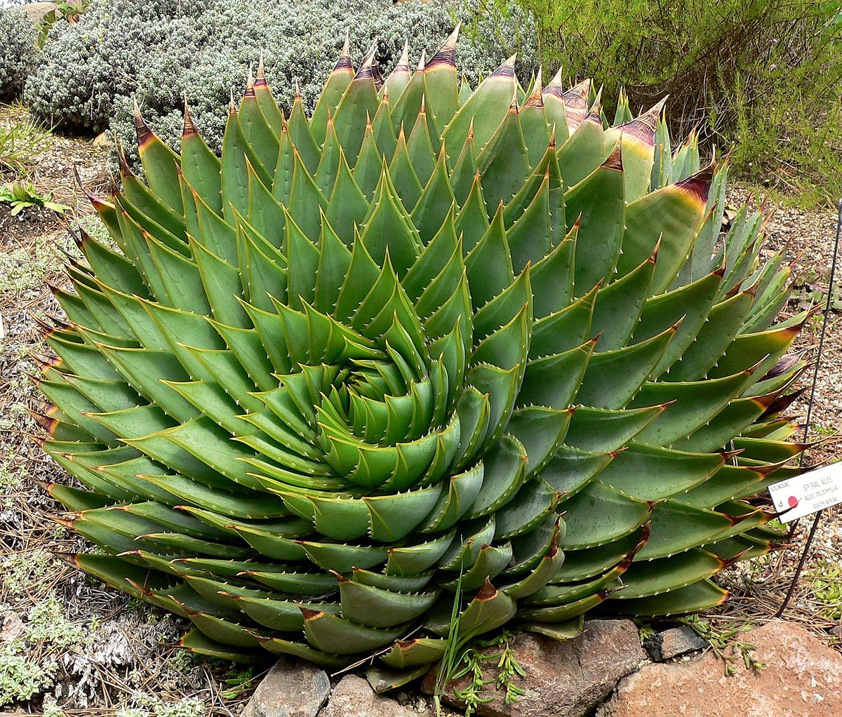aloe polyphylla pillans