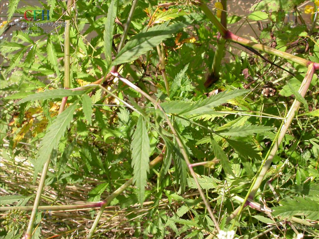  p>毒芹属(学名: i>cicuta /i>&nbsp;l.