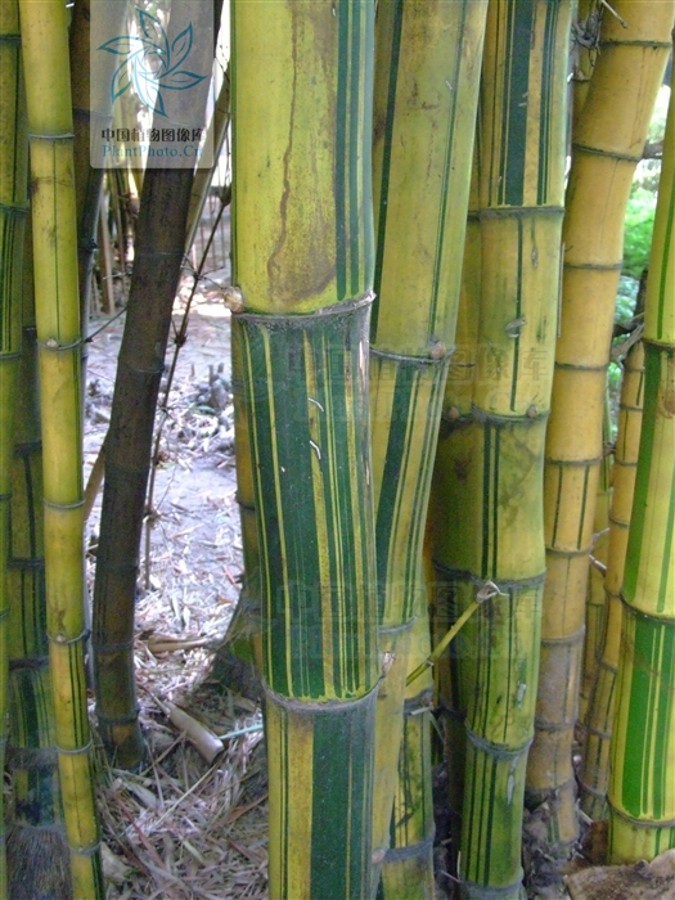  p>黄金间碧竹(学名: i>bambusa vulgaris  /i>schrader ex wendland
