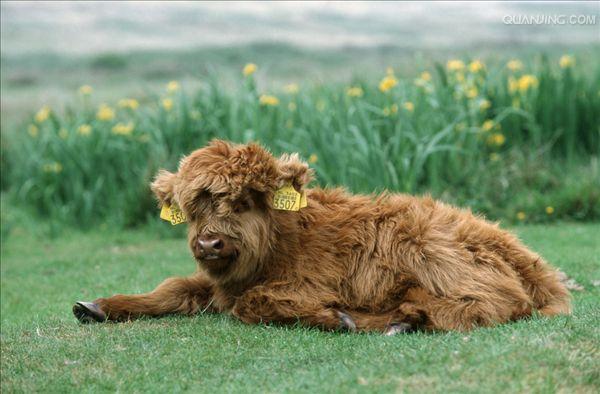  p data-id="gnwqzfhp5s">地牛,动物,在夏季比较闷热的天气里,一般是