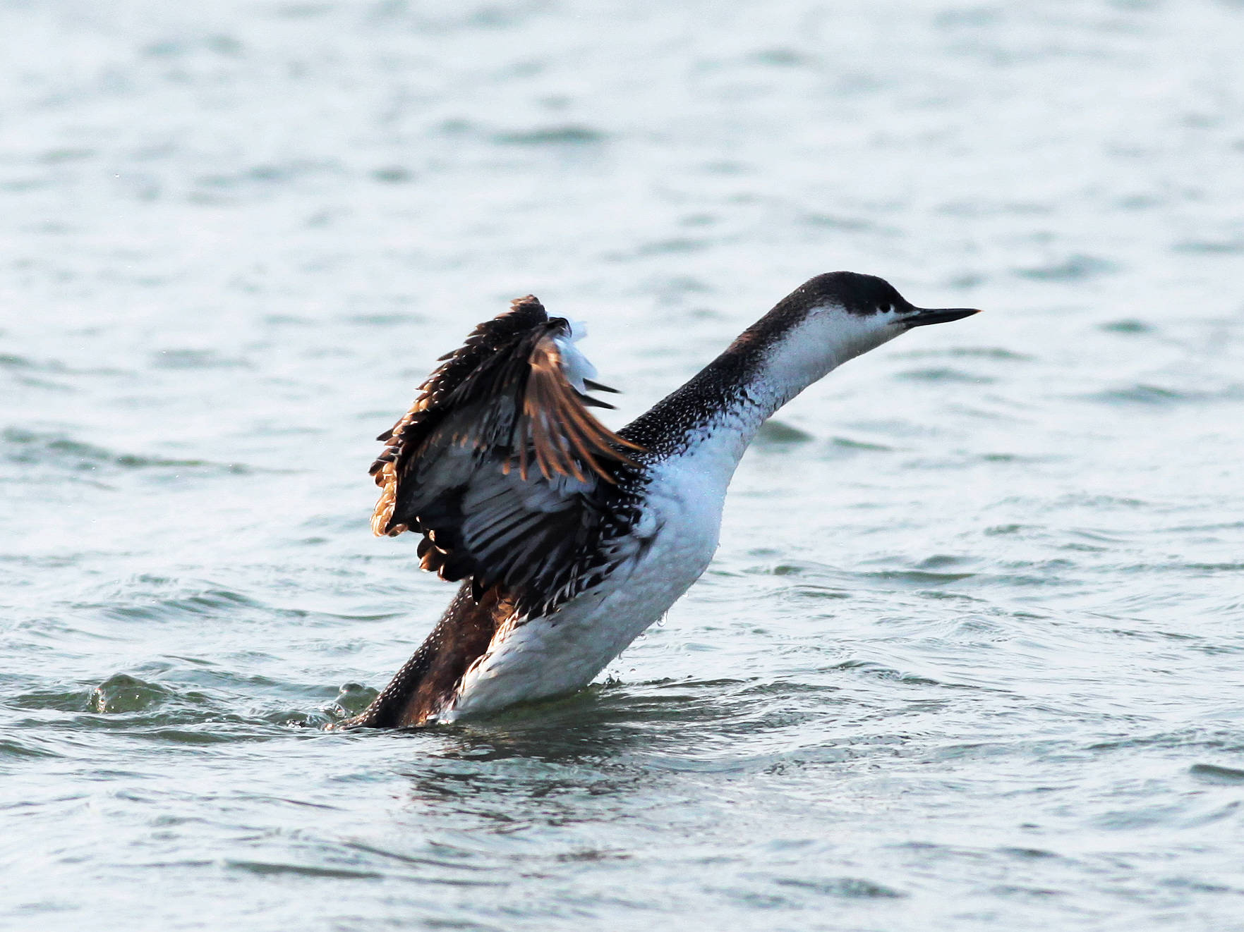  p>潜鸟是潜鸟属的4种鸟类,能潜水.