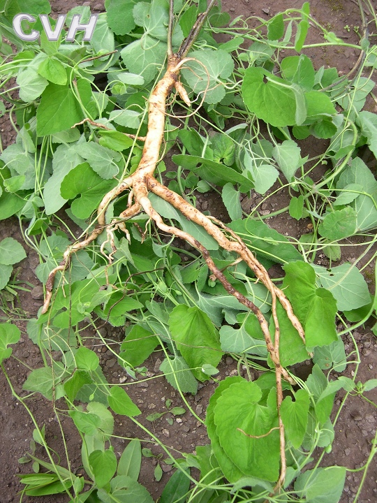  p>党参(学名; i>codonopsis pilosula  /i>(franch.) nannf.