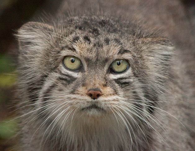 otocolobus manul