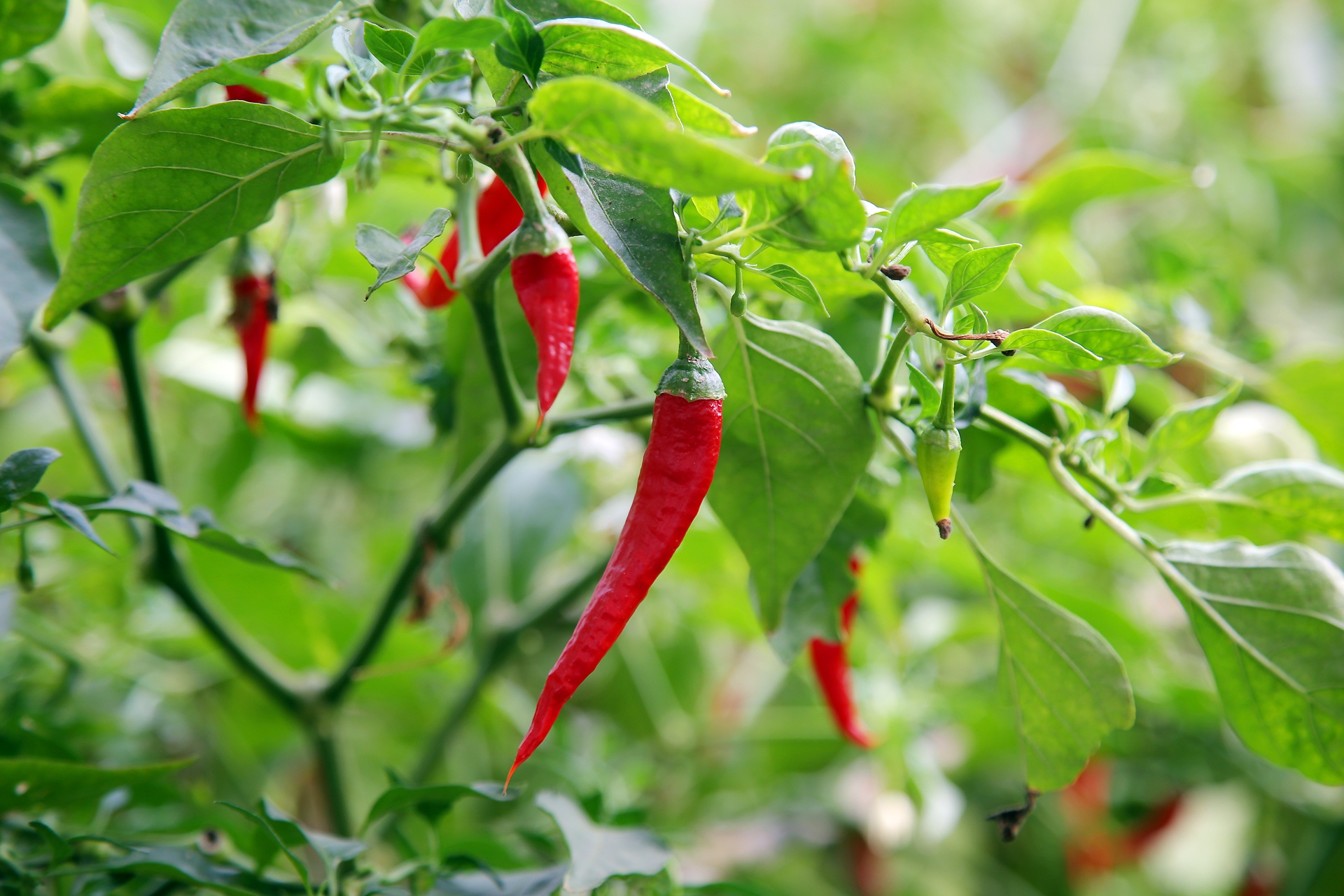  p>辣椒,别名:牛角椒,长辣椒,菜椒,灯笼椒,拉丁文名: i>capsicum