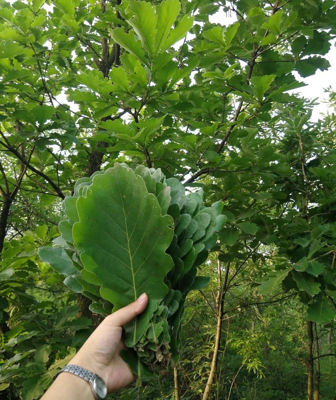 槲树