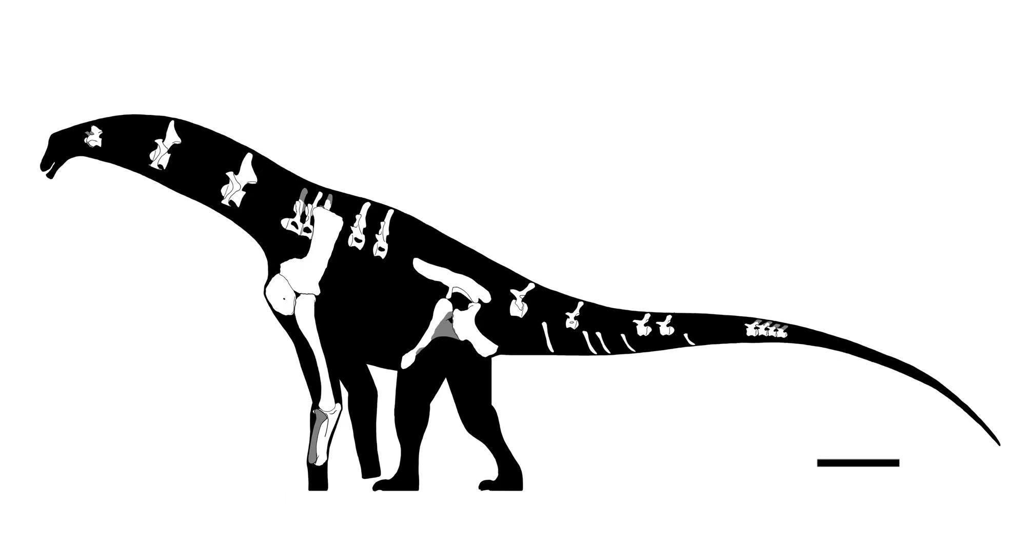 伊希斯龙 全网资源