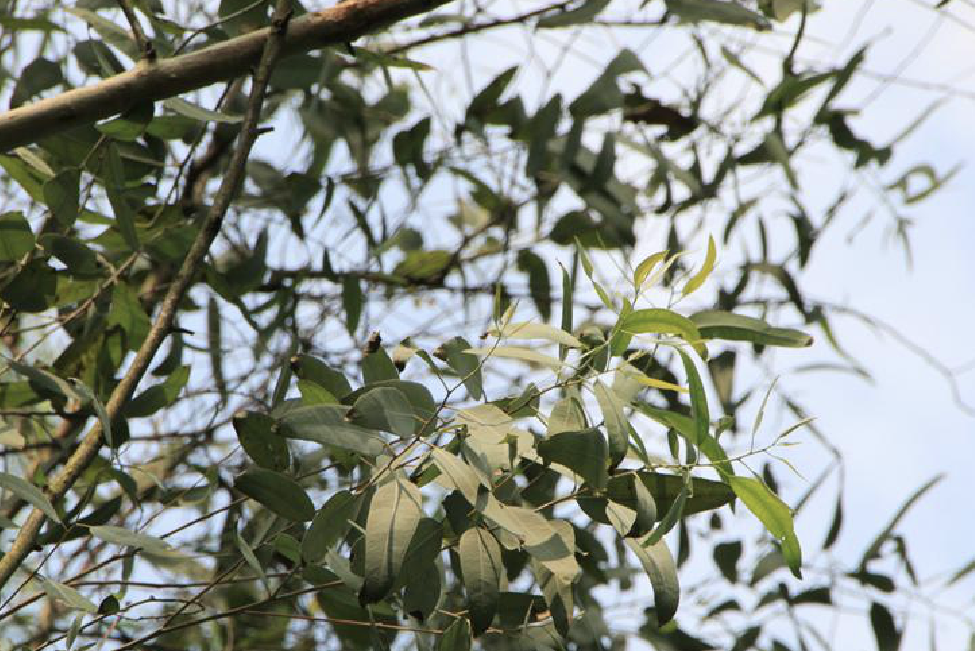  p data-id="gnwhvw5mt2">大桉(学名: i>eucalyptus grandis /i> w.