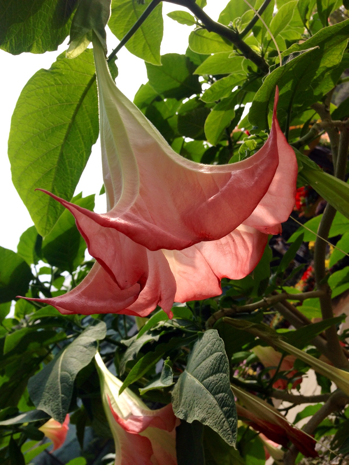 茄科曼陀罗属一年生热带草本植 span class="ref" data-ctrid="txte