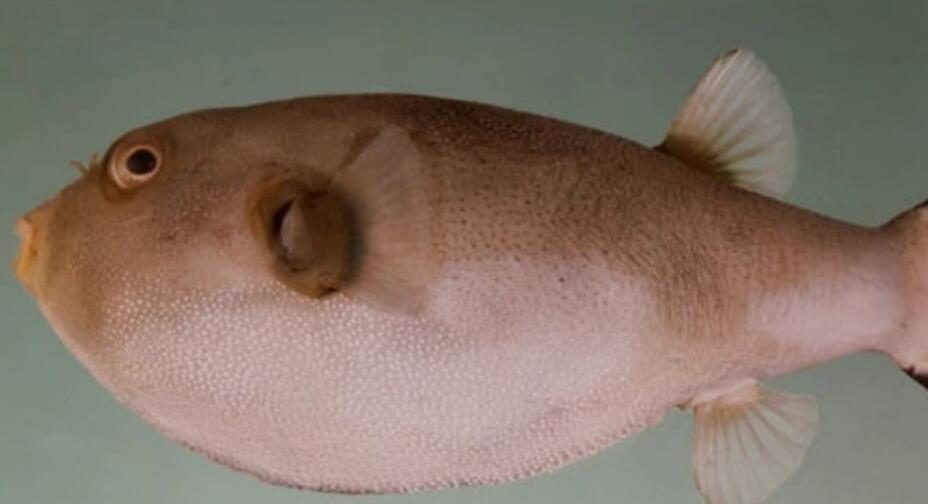 arothron immaculatus