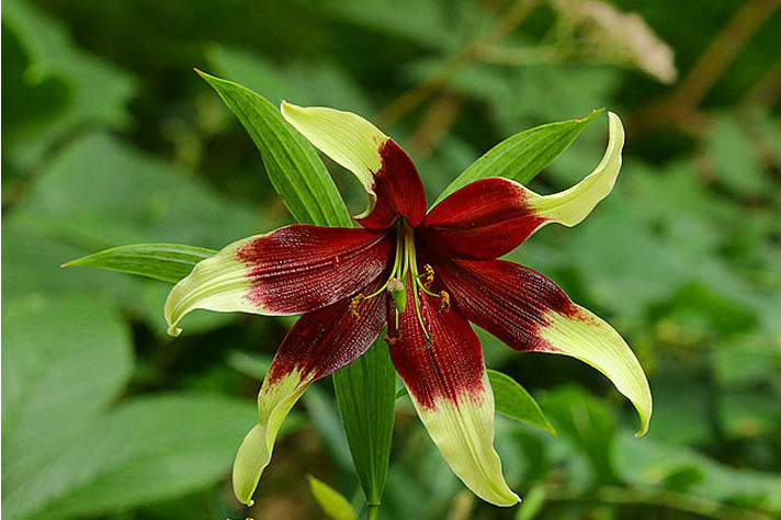 紫斑百合优株02